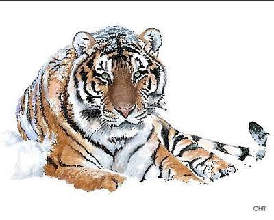 siberian tiger